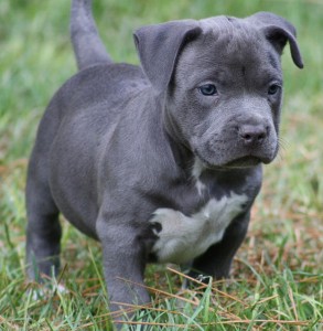 Pitbull Puppies with UKC Registration