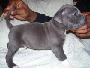 Blue pittbull pups