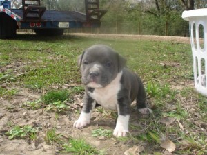 2 Male and female UKC Pitbull Puppies