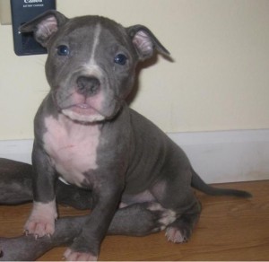 Sweet Pitt-bull terrier puppies