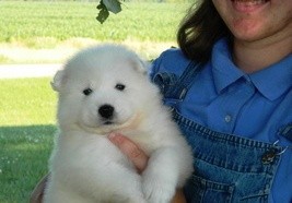 Beaultyfull Samoyed Puppies for now avalable.
