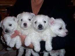 Intelligent &amp; Brilliant Westie puppies ready free for adoption