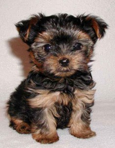 Yorkshire Terrier Puppy's Male