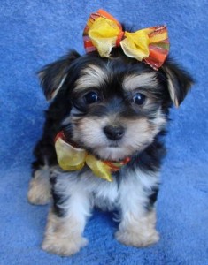 Adorable yorkie puppies for adoption