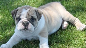 $280!! AKC BULLDOG PUPPIES +++ HOME Raised, Well Socialized and Potty Trained ++ We will ship