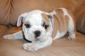 --English Bulldog Puppies