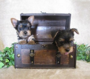 Gorgeous yorkie babies for FREE