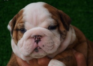 Male and female English bull dog puppies For Adotion