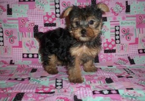 Yorkie for sale