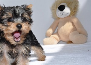 Two Teacup Yorkie Puppies for Re-Homing