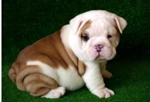 FOUR GORGEOUS AND ADORABLE ENGLISH BULLDOG PUPPIES FOR FREE ADOPTION