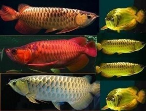 Asian Red, RTG, Super Red, Chili Red, Golden X back,Dragon Red Arowanas For Sale