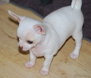 Good looking Chihuahua Puppies now available