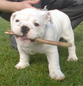 cute and lovely English bulldog puppies for adoption