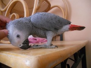 adorable congo african grey parrots for great homes and famlilies