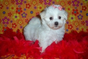 Cute White Maltese  Puppies for Re-Homing