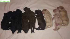 Authentic Labradoodle Puppies