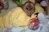 Cute and adorable white face baby capuchin monkey available for adoption.