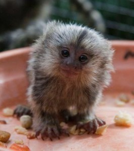 CUTE BABY MARMOSET MONKEY FOR ADOPTION