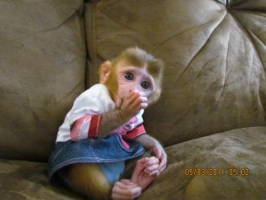 Lovely Monkey for cheaper price