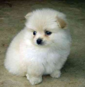 healthy pomeranian puppies for sale