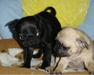 Available pug puppies to give out for adoption