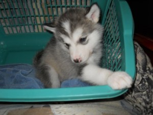 Gorgeous Male and Female Alaskan malamute puppies for a good home