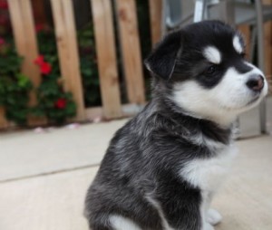 HEY!!!!!ADORABLE ALASKAN MALAMUTE PUPPIES READY FOR ANY GOOD HOME,