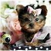 Nice looking Teacup Yorkie puppies ready for adoption