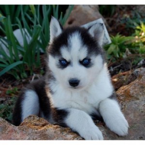 Delighted Male and Female Husky Puppies