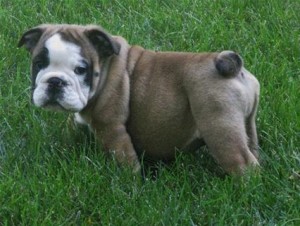 English Bulldog,cuteenglish bulldog ready for sale.