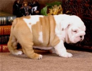 Extra Charming! BabyDoll! English Bulldog Puppies For Free Adoption/Available.