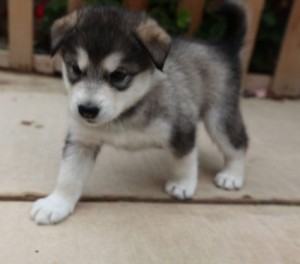 HEY!!!!!ADORABLE ALASKAN MALAMUTE PUPPIES READY FOR ANY GOOD HOME,