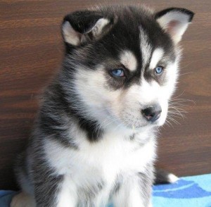 Siberian Husky puppies looking for a new home.