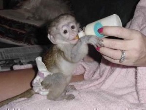 Cute and adorable Capuchin monkeys for adoption