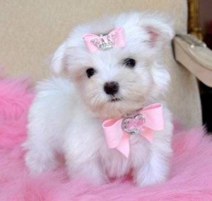 Super cute Maltese puppies ready to go