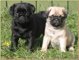 AKC Fawn male and Female Pug Puppy-Champion Sired!