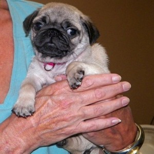 good looking pug puppy for new home