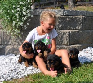 WELL TRAINED ROTTWEILER PUPPIES FOR ADOPTION