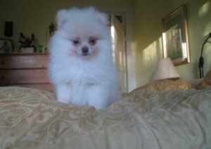 Lovely pomeranian for Adoption