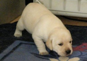 Labrador puppies house train available