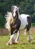 Adorable Gypsy Horse for adoption.