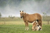 Haflinger Horse and foal for adoption.