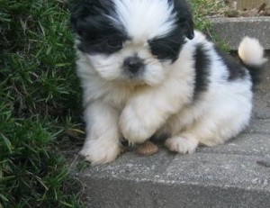 Shih Tzu male and female puppies adoption