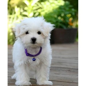 lovely female Maltese puppy available for new family home