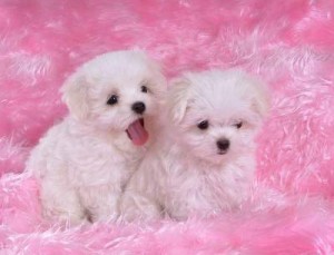 We Have 2 Tea Cup 11 Weeks Old AKC Tiny Tea Cup pomeranian puppies for adoption