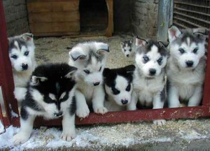 Gorgeous Purebred Siberian Husky Puppies for Adoption