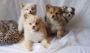 Pomeranian pups for adoption