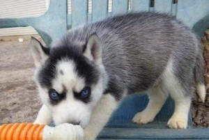 male and female siberian husky puppies ready for a new home