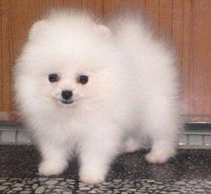 Male And Female Teacup Pocket Pomerania For Sale do well to contact for more information And also pi